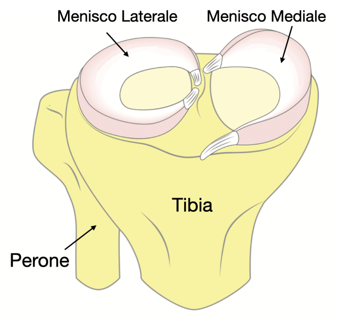 Anatomina menisco